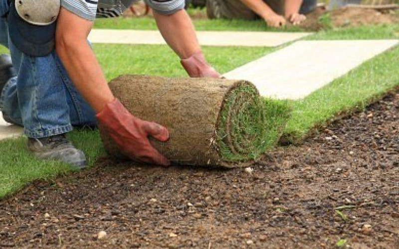 Best Grass Supply Services In Uttar Pradesh